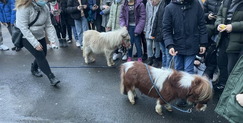 Am Freitag besuchten zwei Shetland-Ponys das Fichte-Gymnasium.