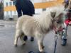 Percy, ein Pentaloosa Mini-Pony...
